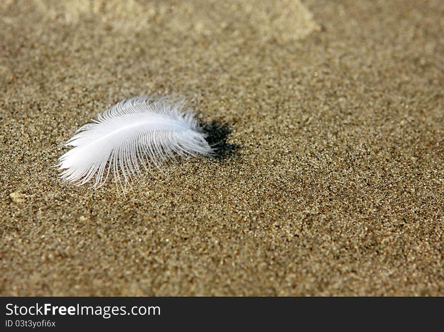 One light white feather on sand. One light white feather on sand