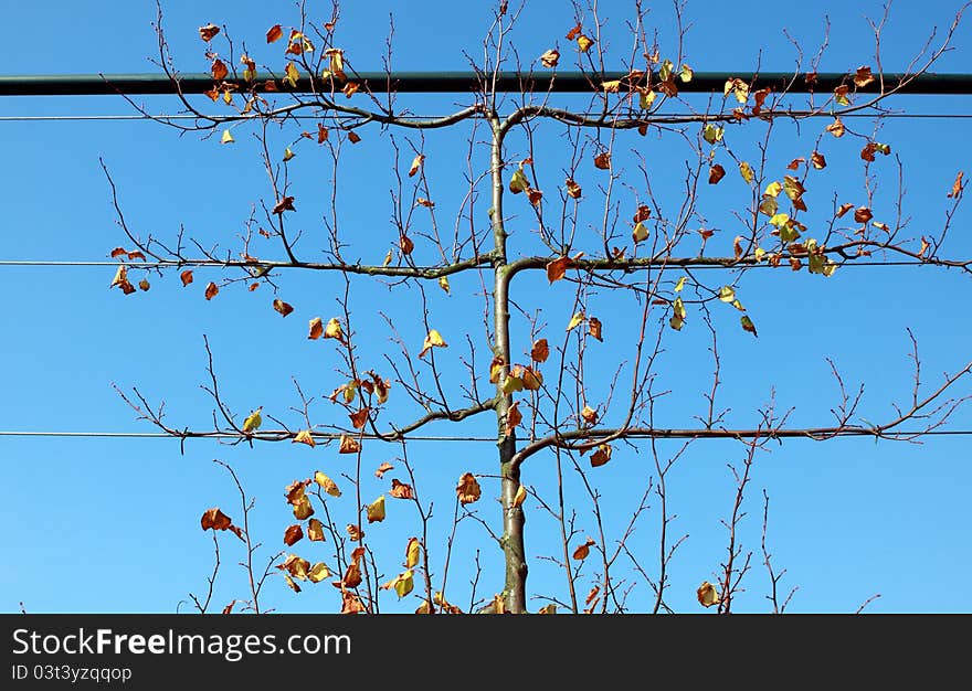 Untypical shape autumn tree over blue sky