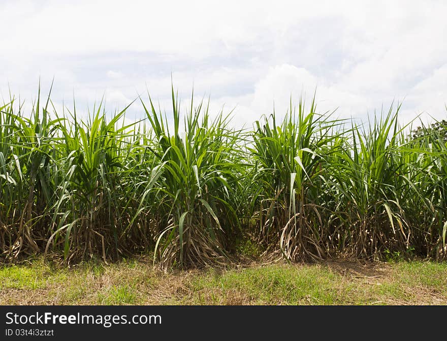 Sugar cane fields, culture tropical in Thailand