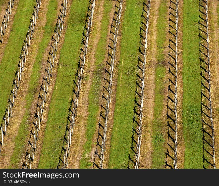 Italian Vineyard In Spring