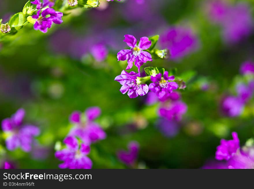 Purple little flower with green bokeh background as wall paper. Purple little flower with green bokeh background as wall paper