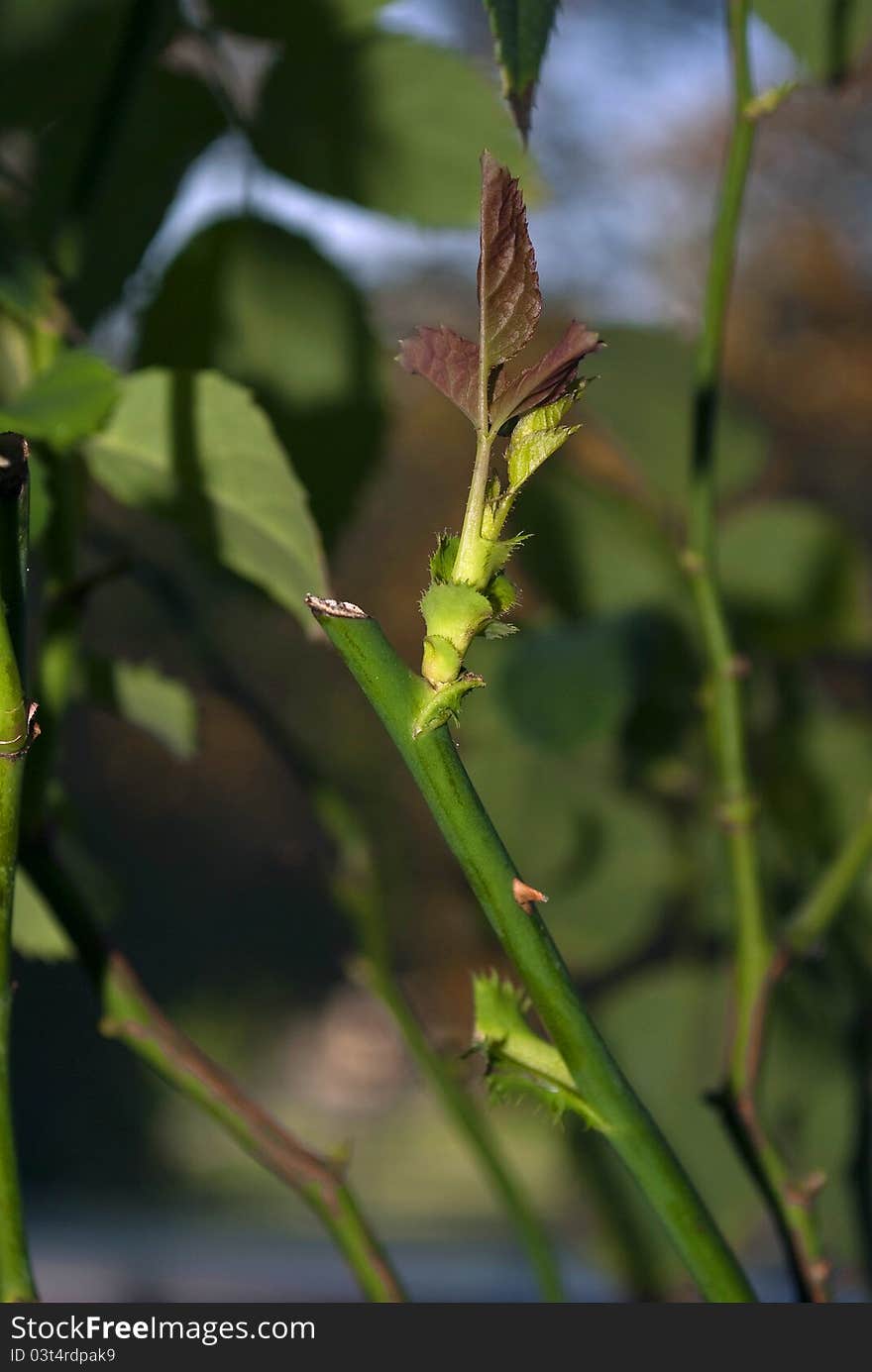 Plant Cluse-up 4