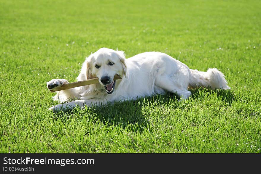 Dog golden retriever playing on grass. Dog golden retriever playing on grass