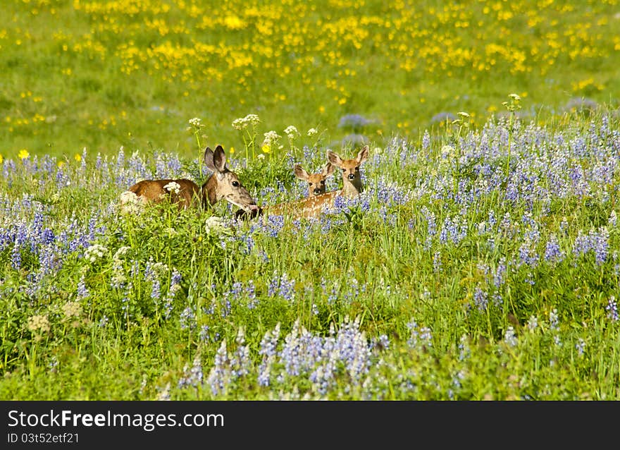 Mother Deer With Twin Fawns