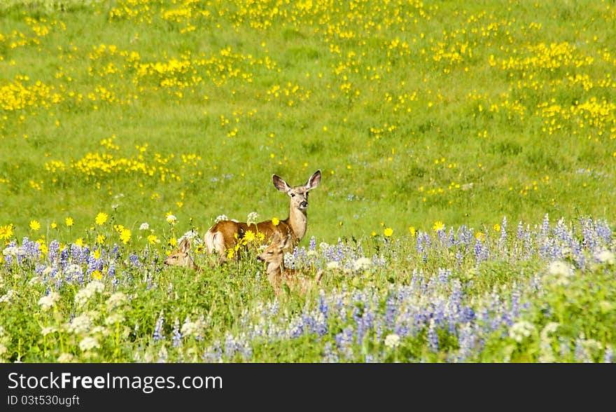 Mother deer with twins in field of wildflowers.