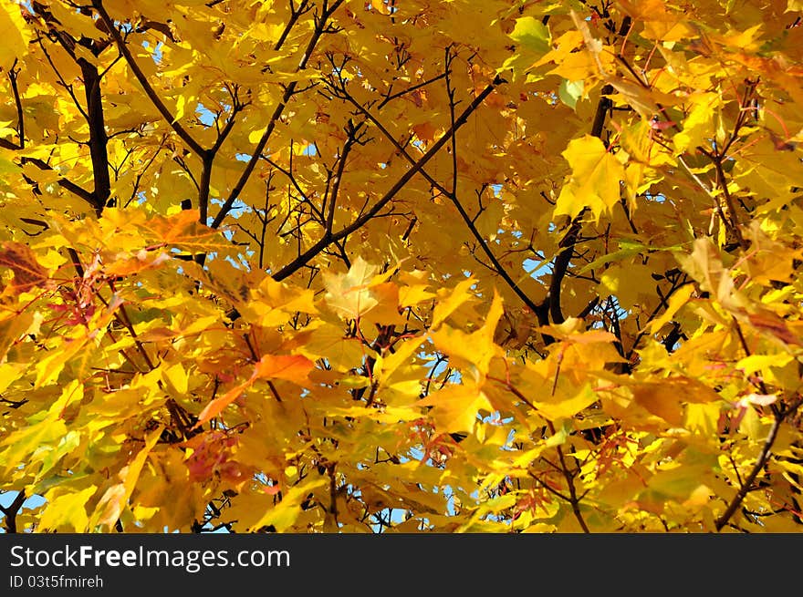 Close-up image of golden leaves against the blue sky background in the fall. Close-up image of golden leaves against the blue sky background in the fall