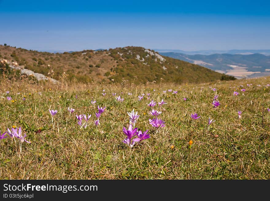 Autumn Crocus