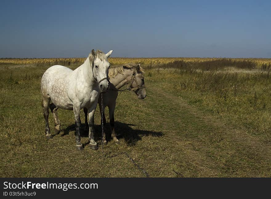 Horse and foal