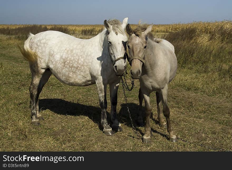 Horse and foal looking on you