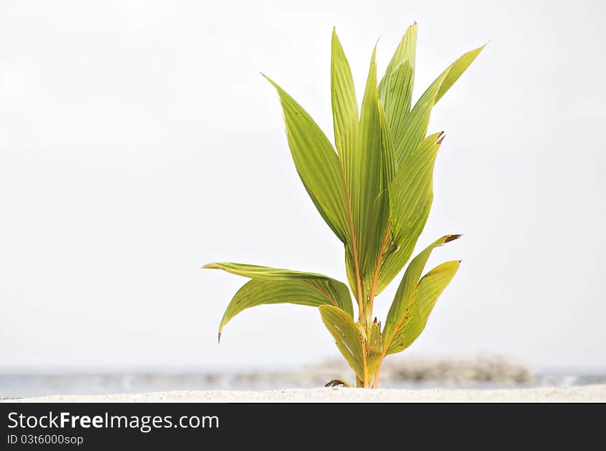 Picture of a young coconut growing along the beach. Picture of a young coconut growing along the beach