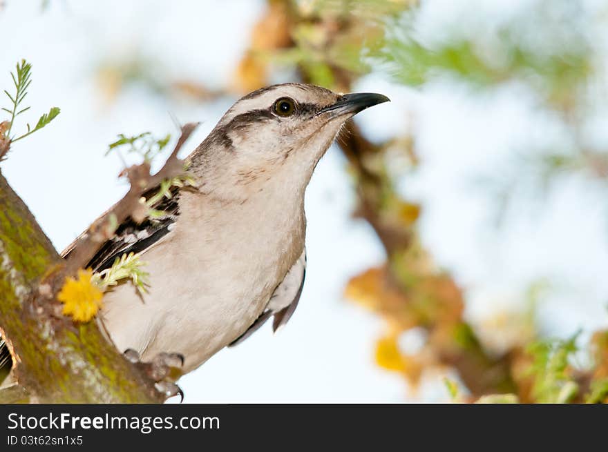 A bird in the tree. A bird in the tree