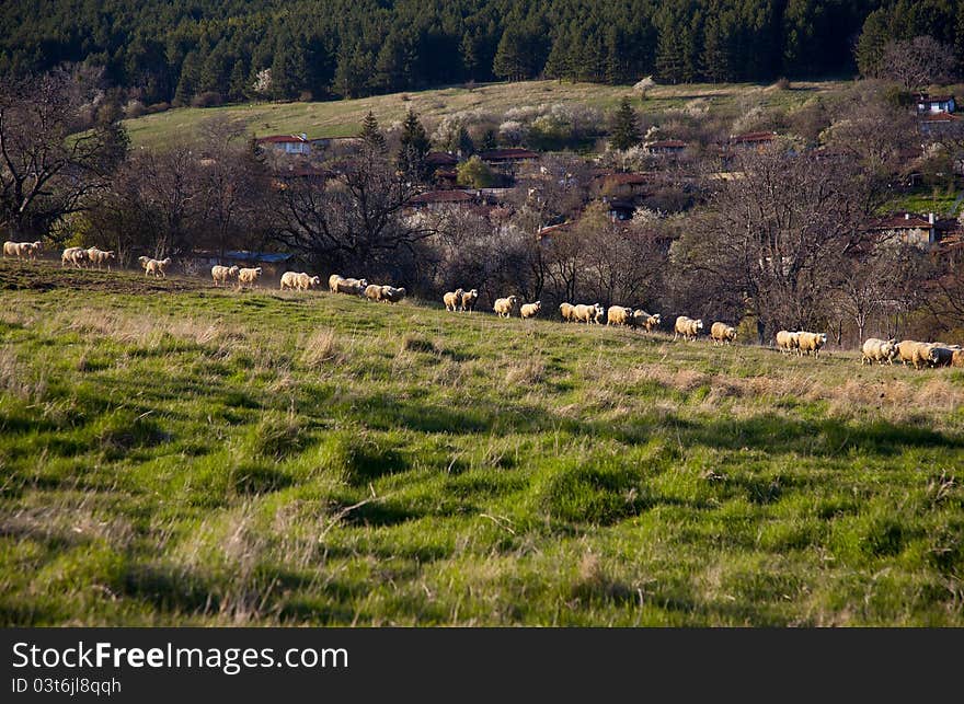 Flock Of Sheep At Pasture