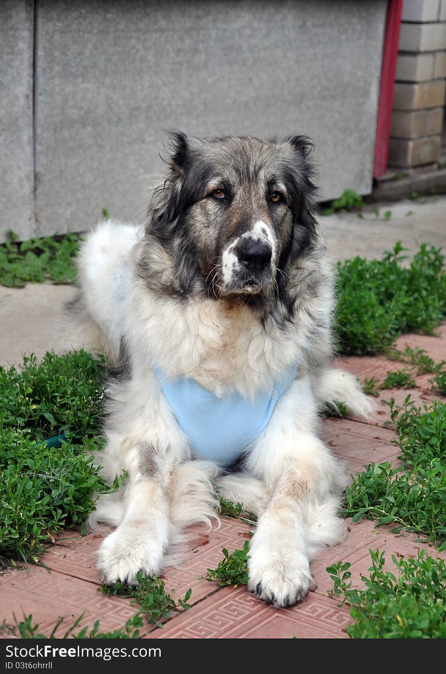 The Caucasian Shepherd Dog