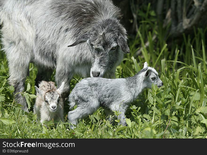 Goat and her newborn kids. Goat and her newborn kids