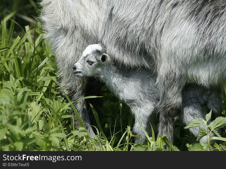 Goat and her kid