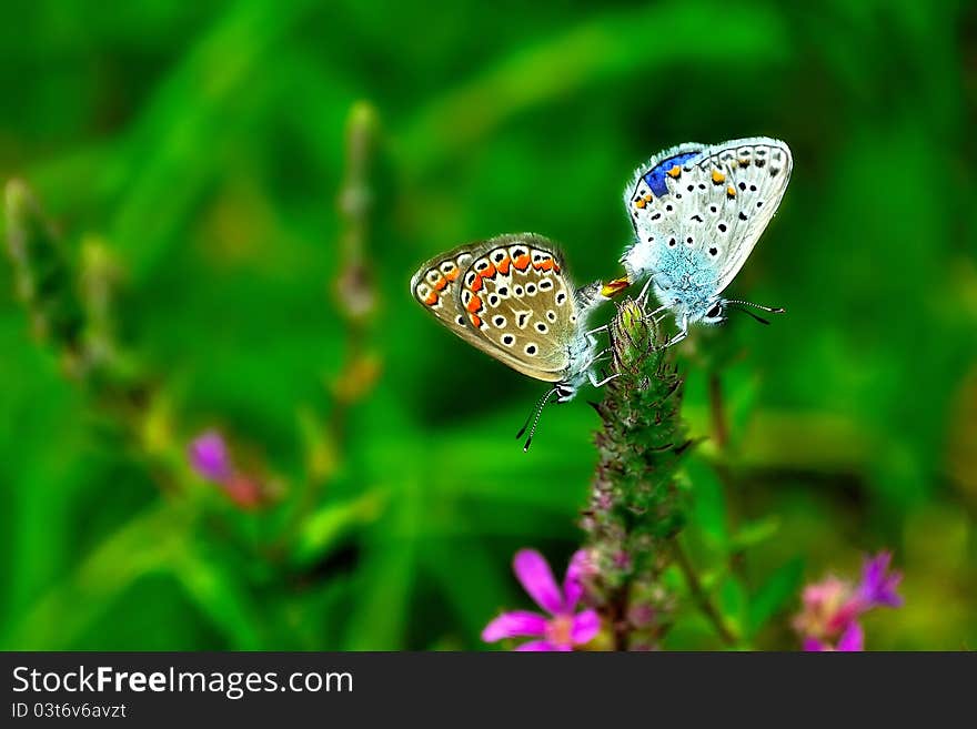 A pair of butterflies