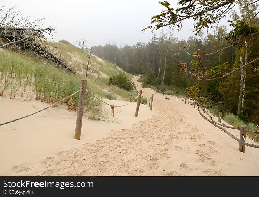 Characteristic sand road between the forest and dunes. Characteristic sand road between the forest and dunes