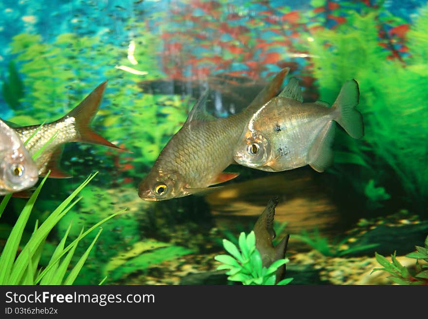 Tropical aquarium fishes from the family home aquarium. Tropical aquarium fishes from the family home aquarium