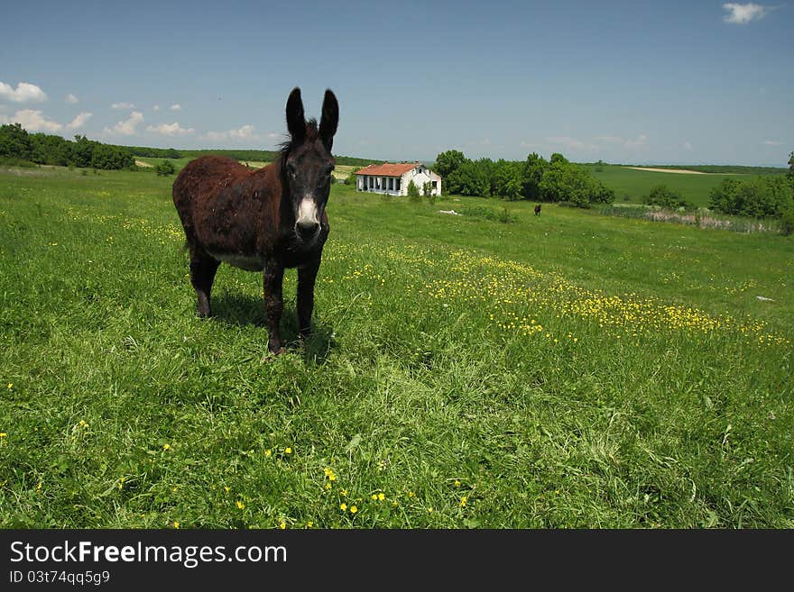 Strandja mountain landscape with a donkey.