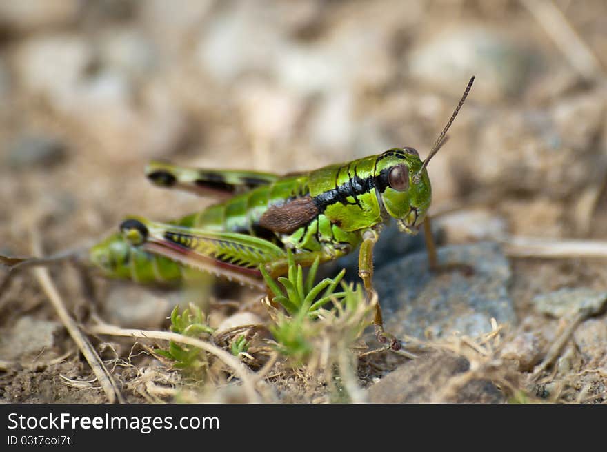 Grasshopper Closeup