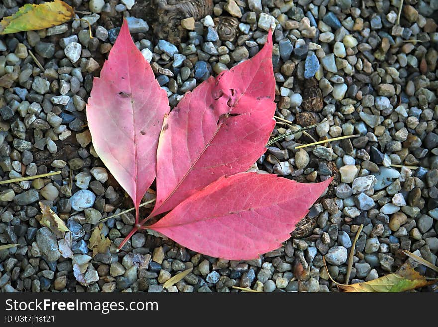 Red leaf