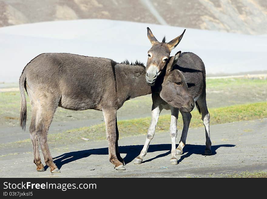 Couple of charming donkeys play on a meadow. Couple of charming donkeys play on a meadow