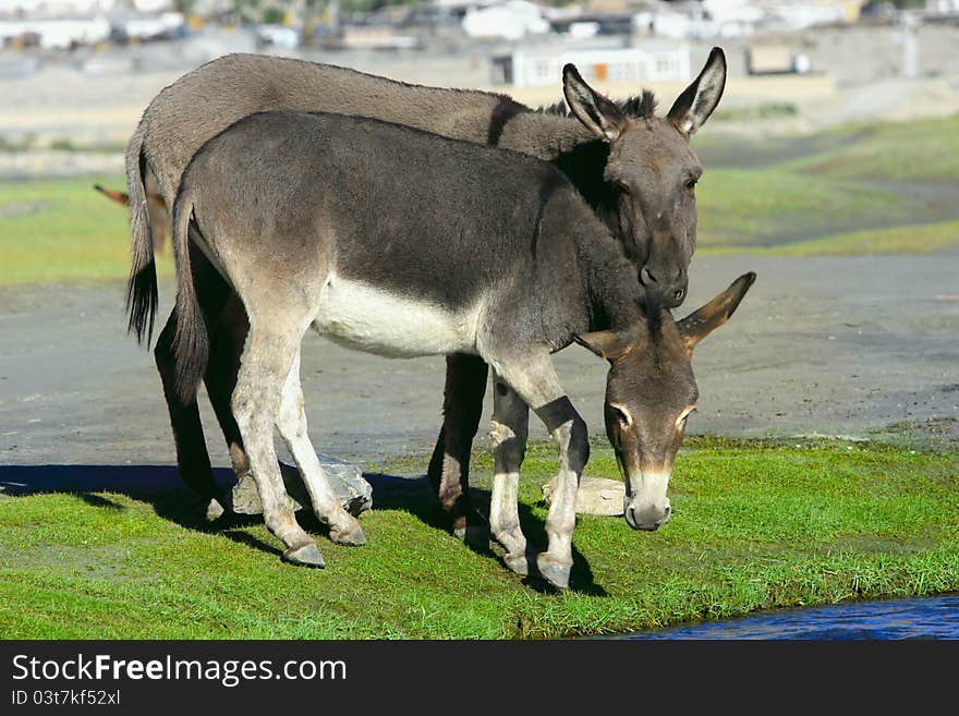 Couple of charming donkeys have come to the river on a watering place. Couple of charming donkeys have come to the river on a watering place