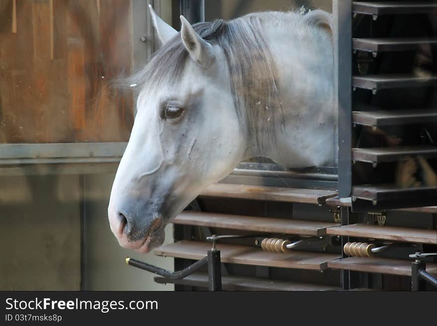 This is photo of white horse