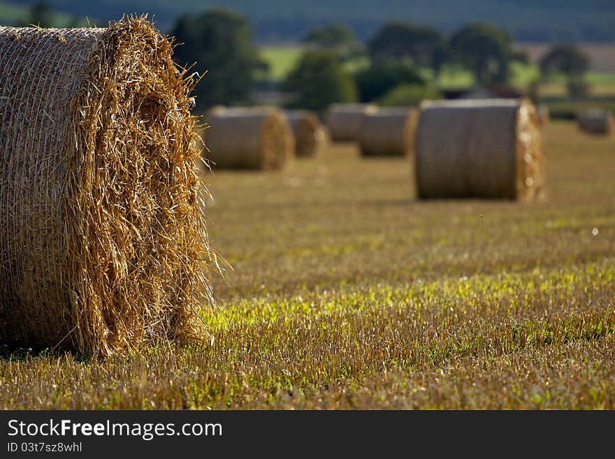 Harvest Time