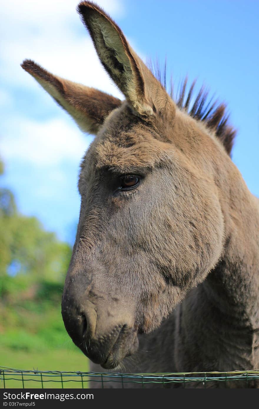 Profile of Donkey Standing in a field