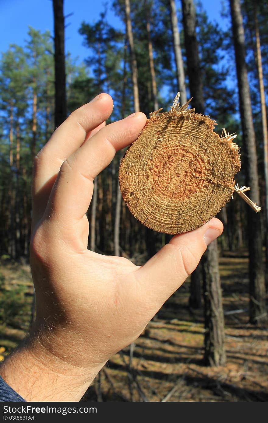 Pine hardwood in the man's hand. Pine hardwood in the man's hand