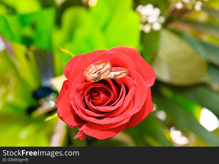 Wedding rings on a red rose. Wedding rings on a red rose