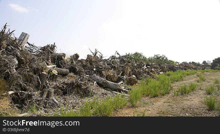 Panoramic of a row of trunks and stumps in the Colonia Guell, Barcelona. Panoramic of a row of trunks and stumps in the Colonia Guell, Barcelona.