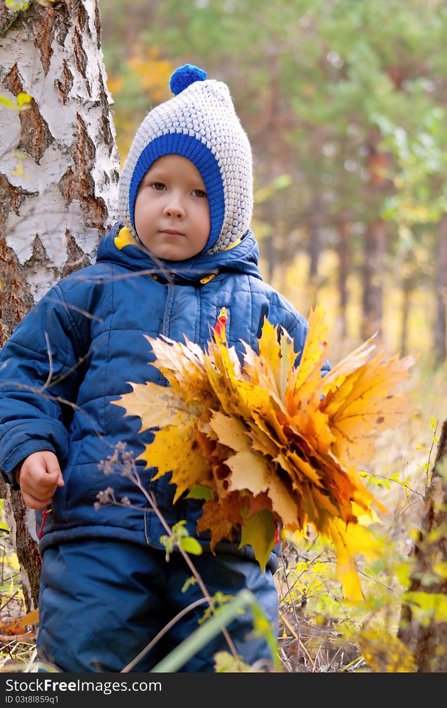 The little girl in the woods collecting leaves in autumn. The little girl in the woods collecting leaves in autumn