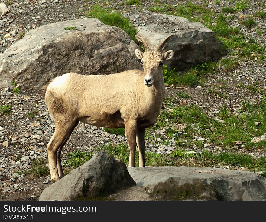 Female rocky mountain bighorn sheep , ovis canadensis, on mountainside