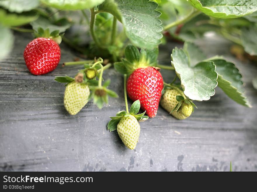 Strawberry grown in the greenhouse. Strawberry grown in the greenhouse