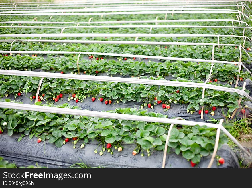 Greenhouse for strawberries