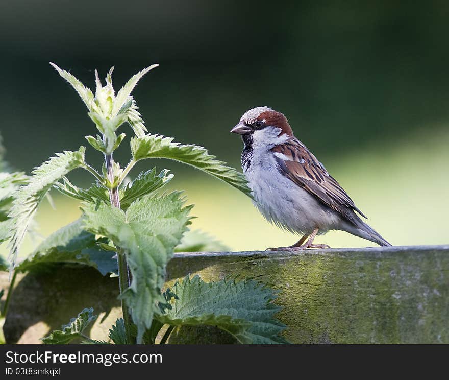 Brown Sparrow bird