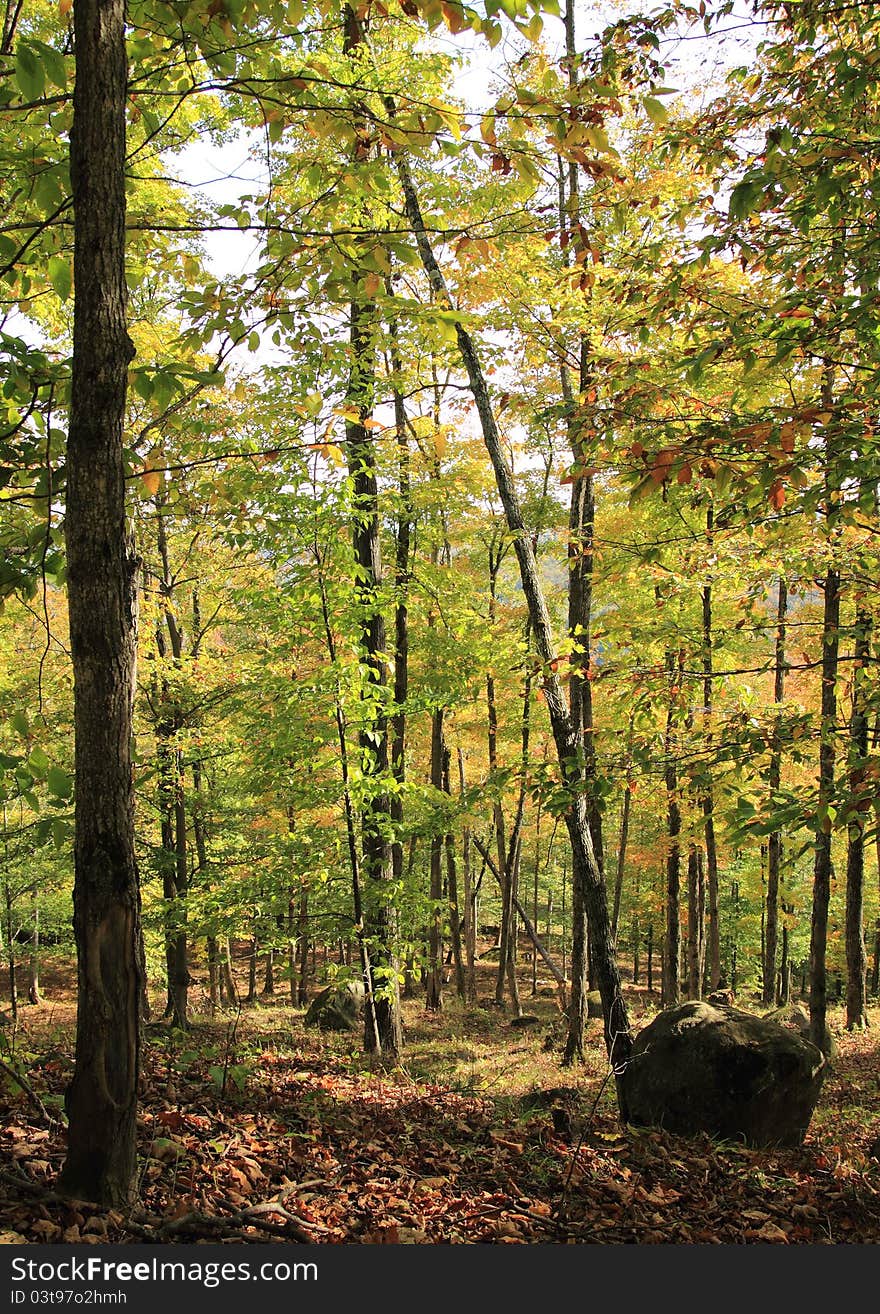 Peaceful autumn forest with leaves on the ground. Peaceful autumn forest with leaves on the ground