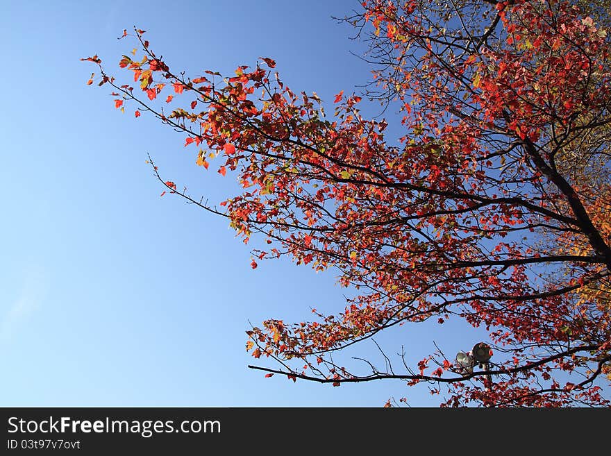 Autumn red branch over blue sky