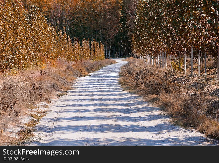 Road between poplar