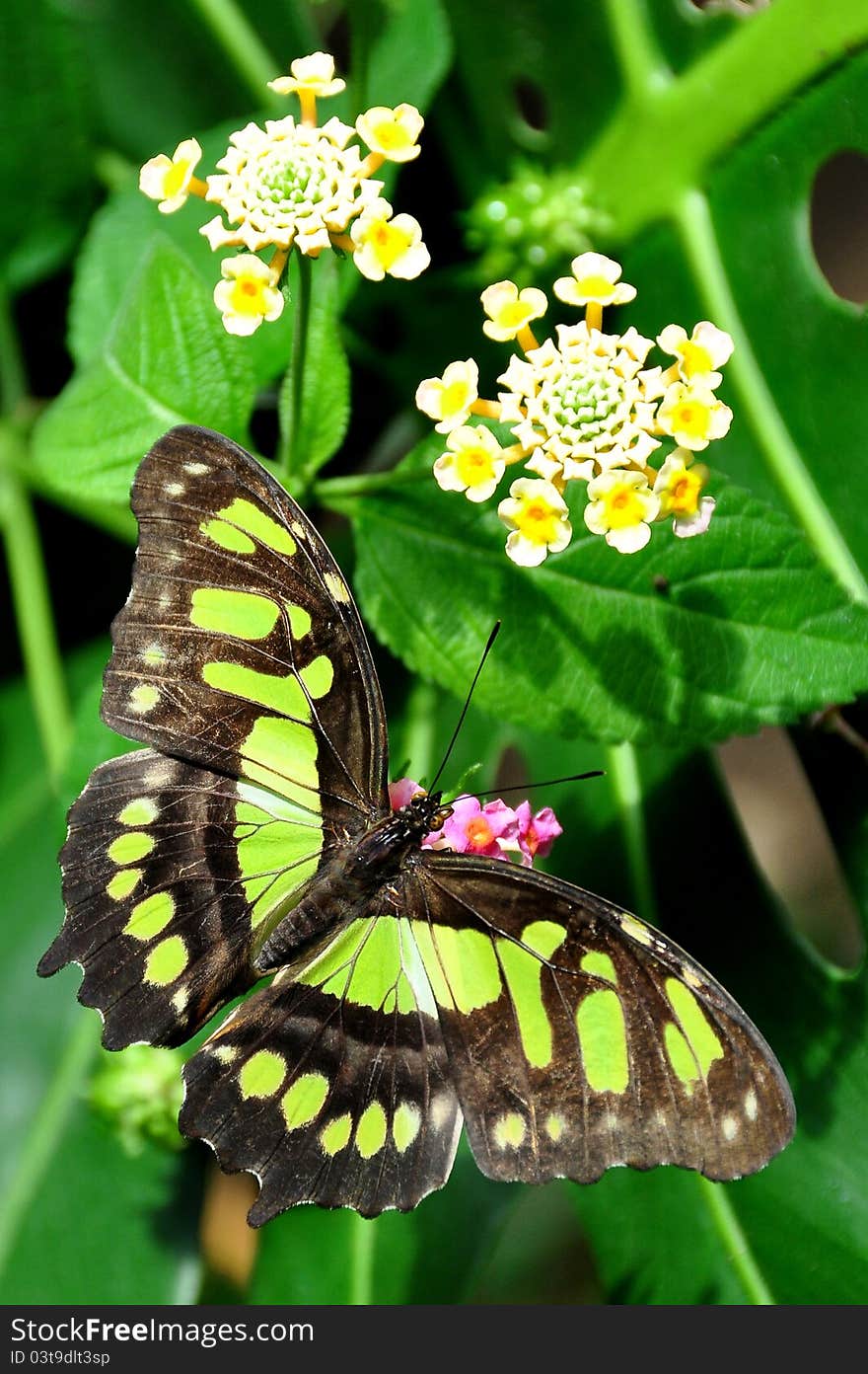 A flower in the gardens attracts a hungry malachite butterfly to its nectar.