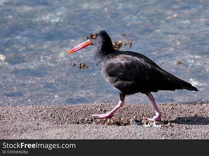 The Oyster Catcher Bird