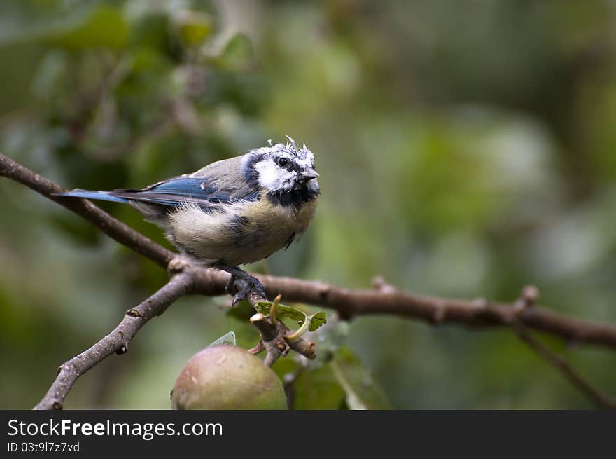 Bluetit in the rain.