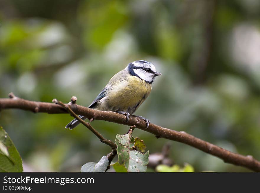 Bluetit on a perch.