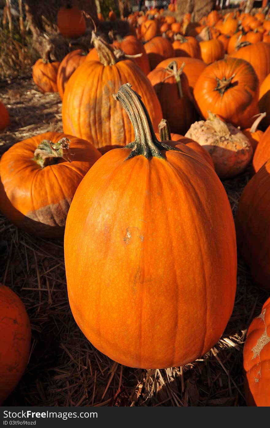 Single pumpkin sits on hay in field