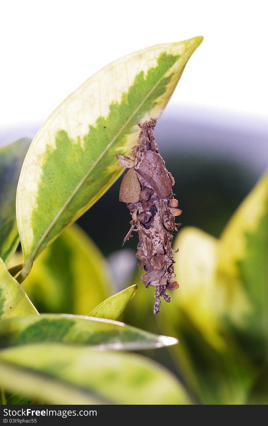 The caterpillar cocoon hangs under the leaf.