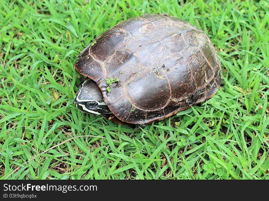 A small Turtle one on the green grass.