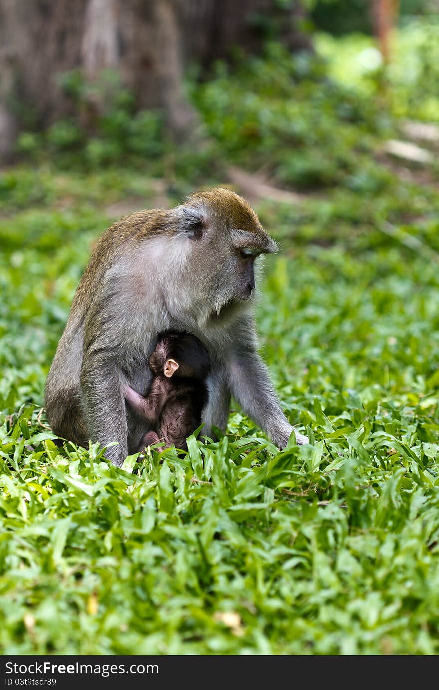 An adult female macaque monkey collecting food with her baby in a town park in songkhla thailand. An adult female macaque monkey collecting food with her baby in a town park in songkhla thailand