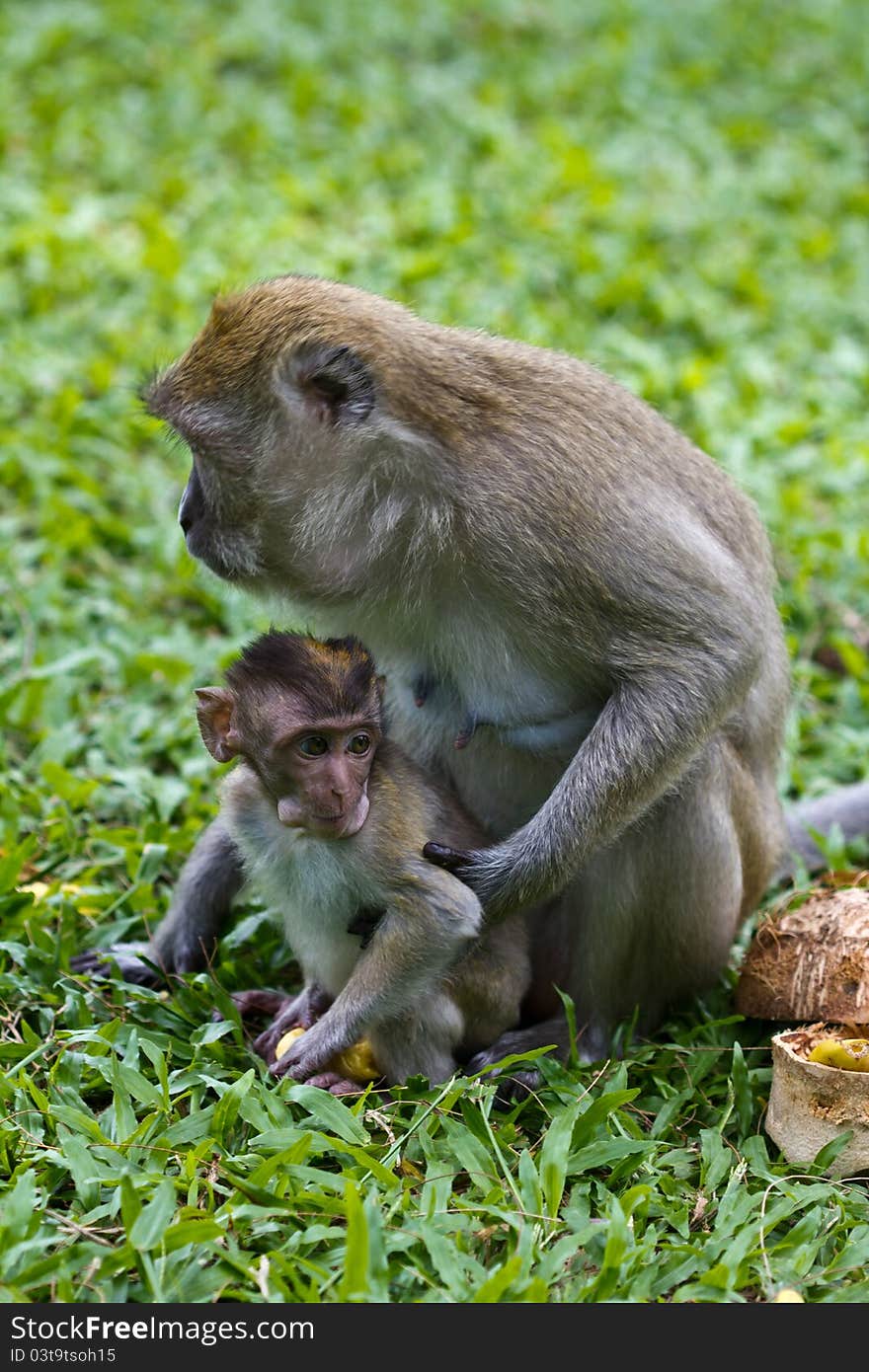 An adult female macaque monkey collecting food with her baby in a town park in songkhla thailand. An adult female macaque monkey collecting food with her baby in a town park in songkhla thailand